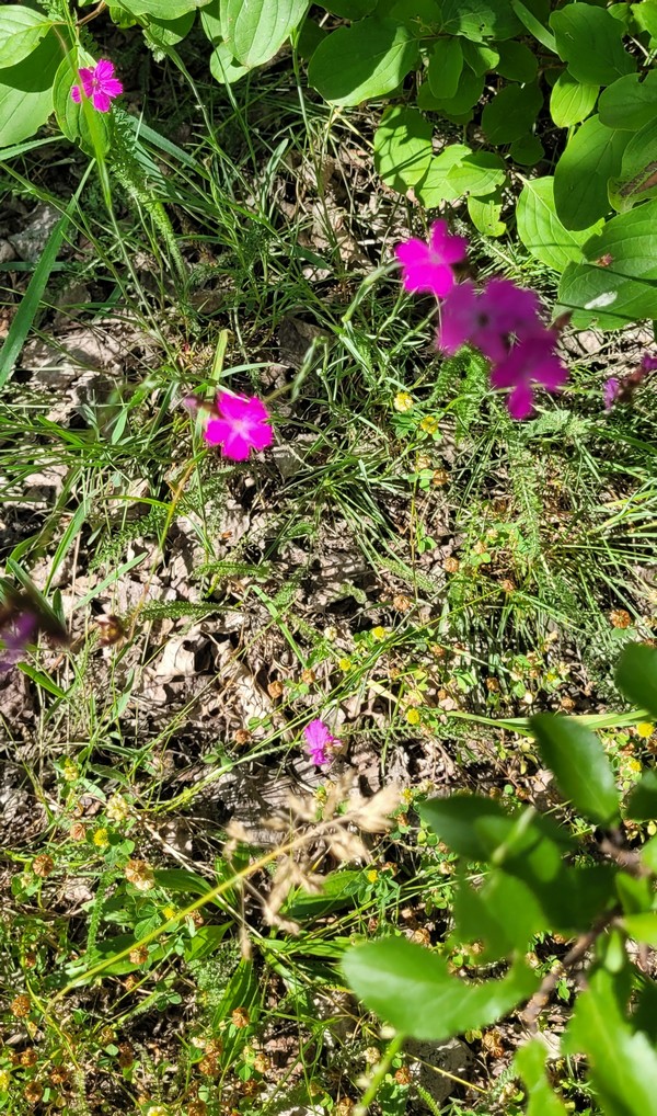 21. 6. 2025 Hvozdk kartouzek Prokopsk dol