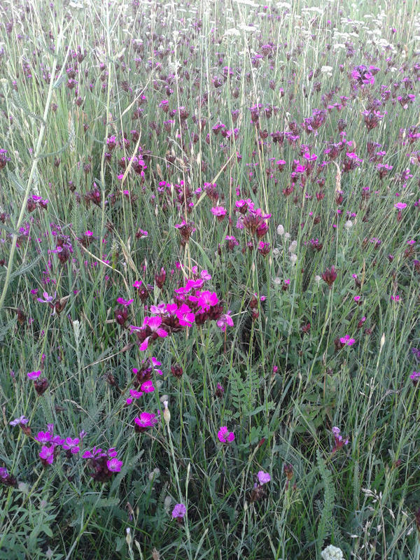 Poli foglarovskou fotografii - Jan Trojan - Roy